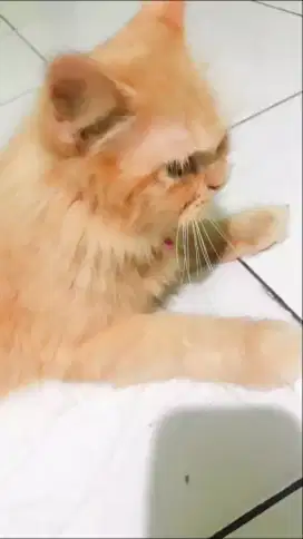Adopt kucing persia
