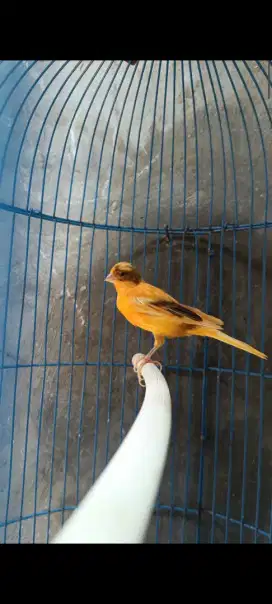 Burung Kenari Loper Gacor