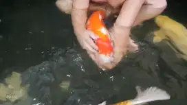 koi jumbo kolpri