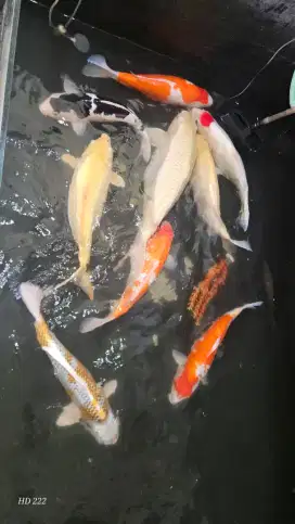 koi jumbo sultan