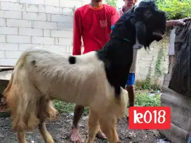 Jual Hewan Kurban Sapi dan Kambing sehat berkualitas