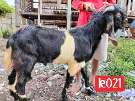 Sedia kambing kurban murah
