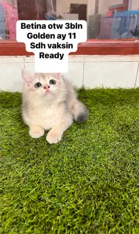 Anak kucing British Shorthair Golden Blue AY11 Good Quality