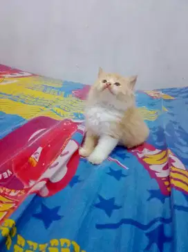 Kitten/anak kucing Persia medium