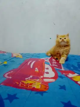 Anak kucing / kitten