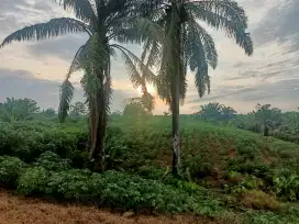 Tanah dijual di Desa kelurahan Perdagangan. Kec. Bandar.kab Simalungun
