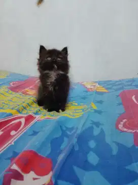 Anak kucing / kitten