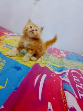 Anak kucing / kitten