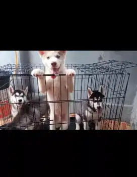 Husky pupies ( jkt)