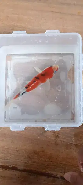 Koi murah sip sip