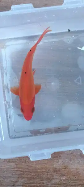 Ikan koi murah joss