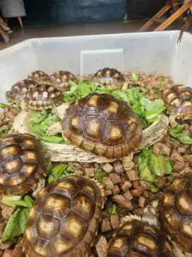 Kura darat sulcata tortoise ternakan lokal fast growth