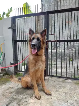 German shepered long hair