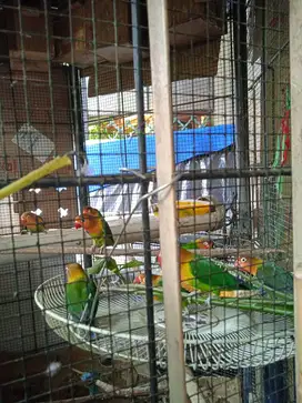 Jual burung Lovebirds
