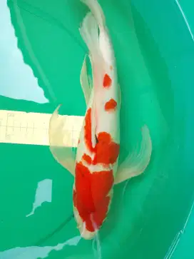Ikan koi jenis Slayer Sanke 42cm warna merah
