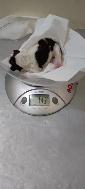Open addopt puppy shitzhu