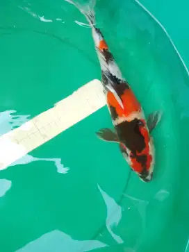 Ikan koi jenis Showa 34cm pola bagus
