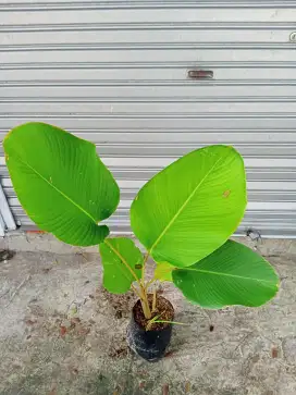 Tanaman Calathea Pisang2 an