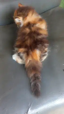 Kucing persia cantik