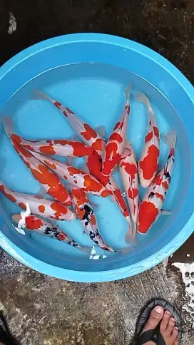 ikan koi kohaku sanke 29-31cm