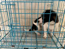 Di jual anak anjing shitzu mix lokal