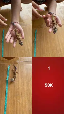 [500K NET] Gecko Borongan 7 Ekor UnSex