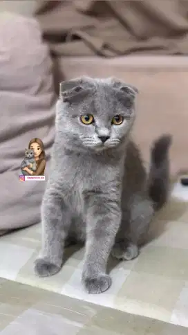 Kucing scottish fold male/female jkt