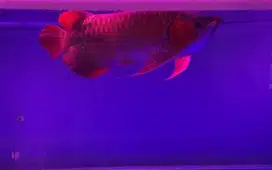 Ikan Arwana super red