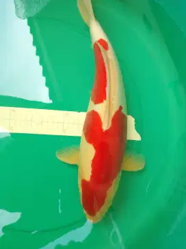 Ikan koi jenis KOHAKU DOITSU 45cm female