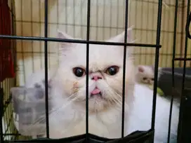Kucing Persia peacknose