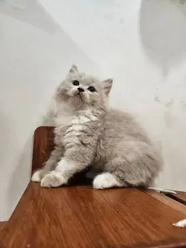British Longhair Bicolour Lilac - Rare