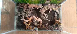Gecko Borongan 7 Ekor UnSex