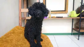 Open adobt Pudle