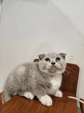 Kucing Scottish Fold - Bicolour Lilac ( Fawn )