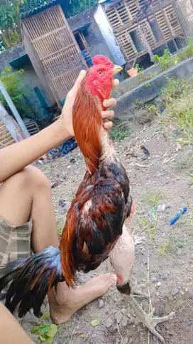 AYAM BANGKOK PAKHOY