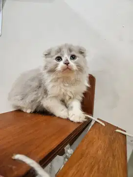 Kucing Scottish Fold Longhair Bicolour Lilac - Rare breed