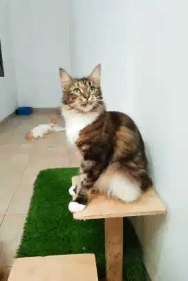 MaineCoon Betina Pure No mix. Pure Maine Coon