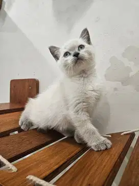 Kucing Siamese Seal Point - Mata Biru - Female