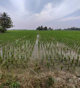 Dijual Sawah Cocok Perumahan dan Cluster di Sukakarsa Kab Bekasi