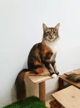 Betina MaineCoon indukan Pure No mix. Pure Maine Coon