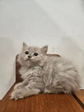 British Longhair ( BLH) Full Lilac Female