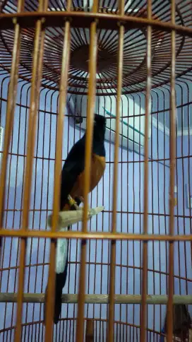 Murai Gacor Dor