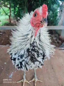 Ayam Jantan kampung walik umuran 7 bulan