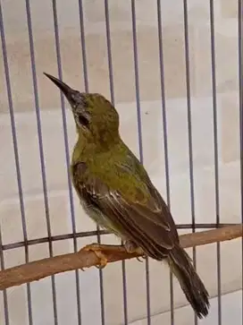 Burung masteran handal