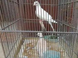 Burung puter warna coklat putih