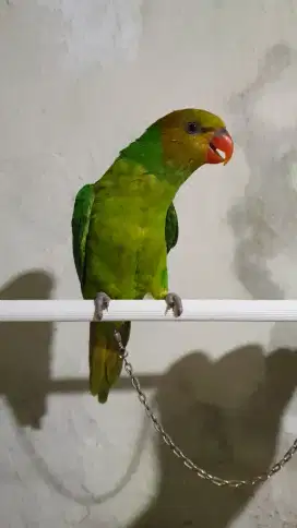 Burung untuk hiasan