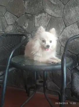 Anjing Pom Stambum sehat lincah