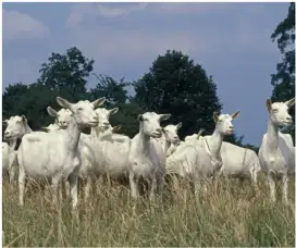Jual Hewan Kambing Qurban