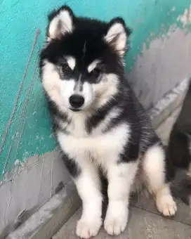 JUAL ANJING SIBERIAN HUSKY