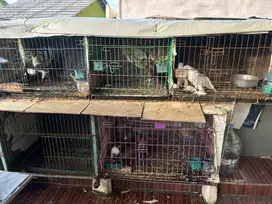 merpati hias maltese & lahore silver